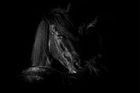 Wilde paarden
