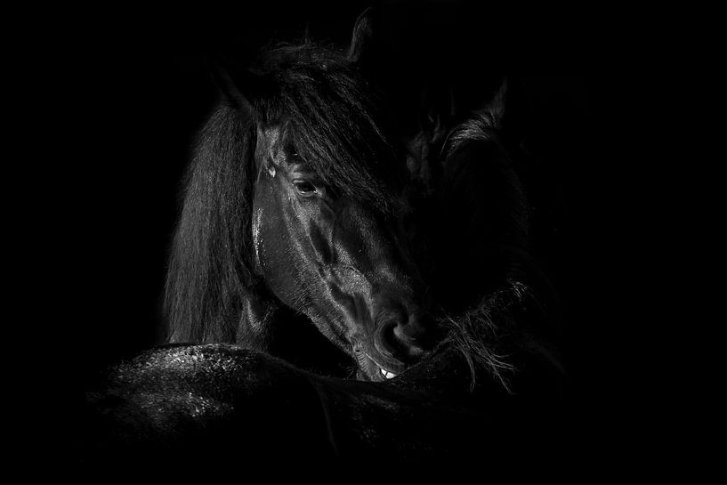 Wilde paarden van Frans