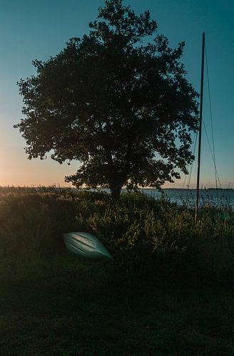 Tree and boat on the shore
