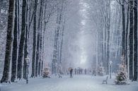 Christmas in the forest by Niels Barto thumbnail