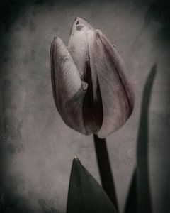Moody tulip by Saskia Schotanus