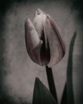 Tulipe d'humeur sur Saskia Schotanus