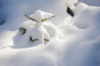 pijnboom bedekt onder een laag sneeuw in het bos in de winter van Karijn | Fine art Natuur en Reis Fotografie thumbnail