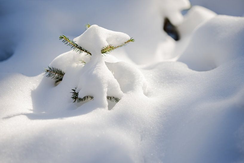 pin couvert d'une couche de neige dans la forêt en hiver par Karijn | Fine art Natuur en Reis Fotografie