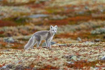 Polarfuchs in herbstlicher Landschaft Norwegens von Menno Schaefer