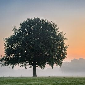 Boom in mist en tijdens zonsopkomst van PvdH Fotografie