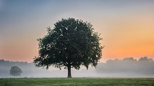 Tree in fog and at sunrise