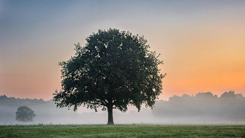 Arbre dans le brouillard et au lever du soleil par PvdH Fotografie
