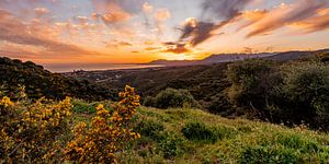 Gelb-orangefarbene Blumen und orangefarbener Himmel bei Sonnenuntergang in der  von Dafne Vos