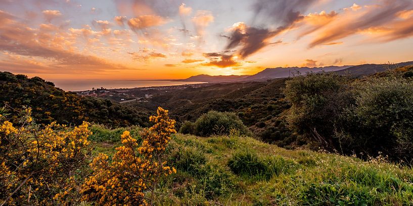 Fleurs jaune-orange et ciel orange au coucher du soleil dans le  par Dafne Vos