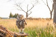 Chouette chevêche dans son habitat naturel. par Kris Hermans Aperçu