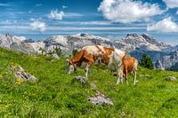 The Dolomites