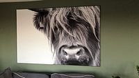 Customer photo: Portrait Scottish Highlander black and white by Sandra van Kampen