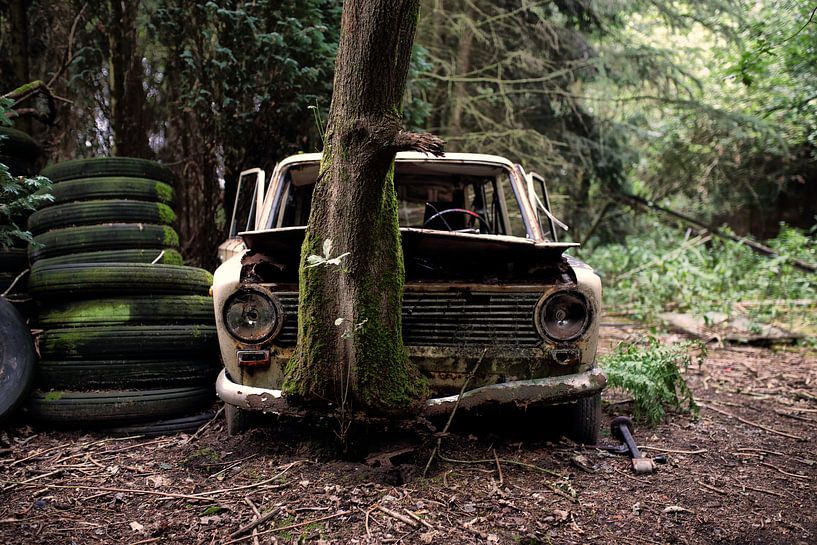 Lost in the Woods von Marius Mergelsberg