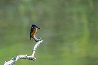 Kingfisher by Kees Ham thumbnail