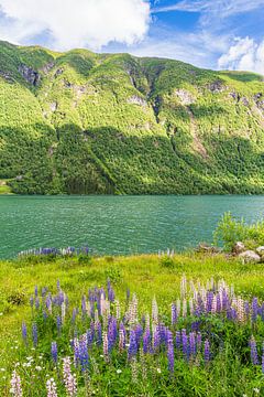 Uitzicht over de Fjærlandfsjord in Noorwegen van Rico Ködder