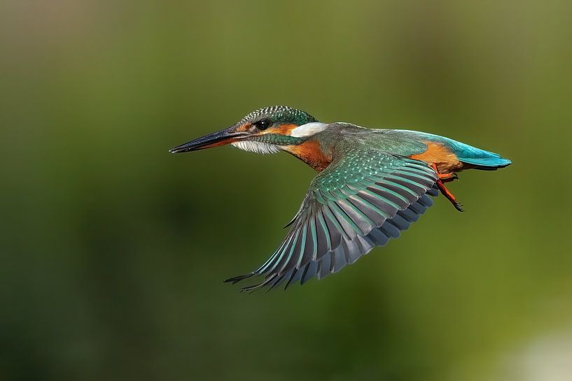 Flight Mode by Guy Wilson