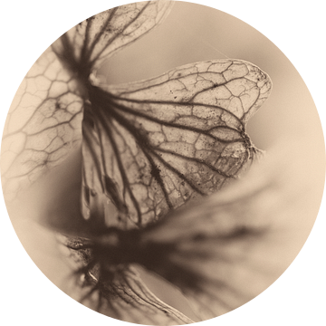 Macro gedroogd bloemblad nostalgie