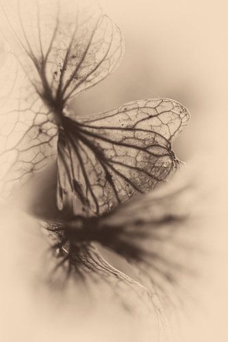 Macro gedroogd bloemblad nostalgie