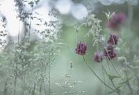 fleurs partie 145