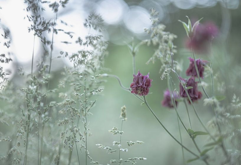 fleurs partie 145 par Tania Perneel