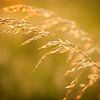Nahaufnahme von Getreide im goldenen Schein der untergehenden Sonne | Niederlande | Natur- und Lands von Diana van Neck Photography