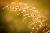 Graan in het goud van de ondergaande zon | Nederland | Natuurfotografie van Diana van Neck Photography thumbnail