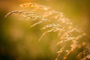 Graan in het goud van de ondergaande zon | Nederland | Natuurfotografie