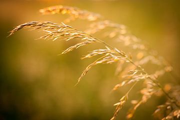 Close-up van graan in de gouden gloed van de ondergaande zon | Nederla