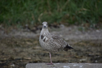 Gull on one leg