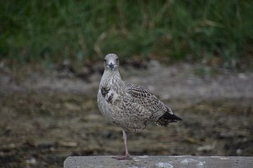 Mouette sur une jambe sur Joard van den Ende