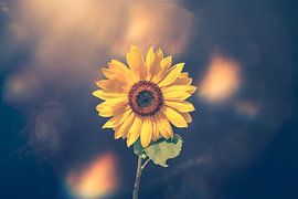 sunflower with a little extra imagination