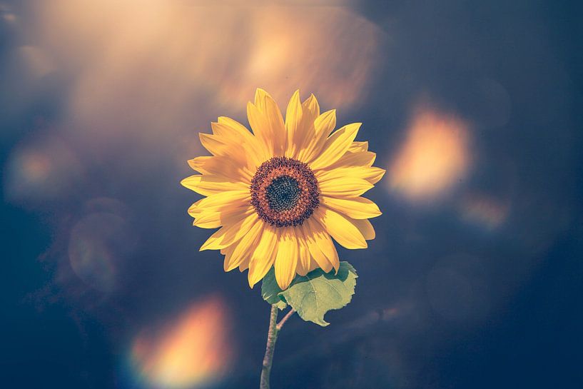 Sonnenblume mit ein bisschen mehr Fantasie von Ribbi