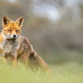 vos, mijn beste vossen foto van bryan van willigen