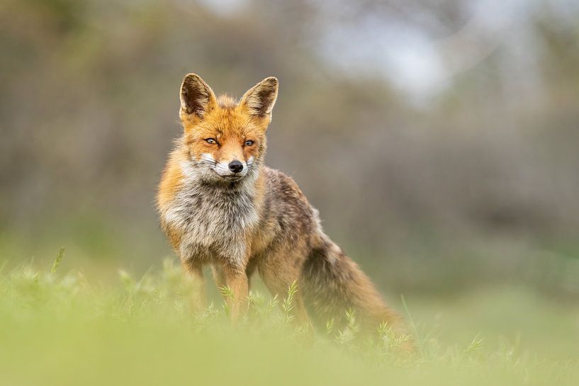 Fuchs, meine lieben Füchse Bild von bryan van willigen
