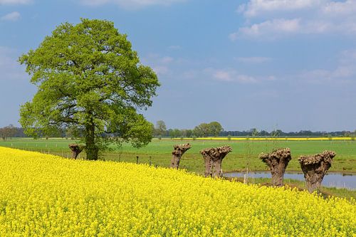 Blooming yellow rapeseed field with oak tree and pollard willows