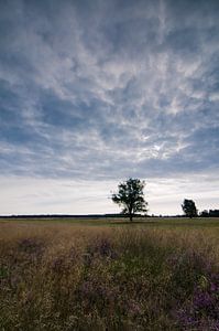 Strabrechtse Heide 123 sur Deshamer