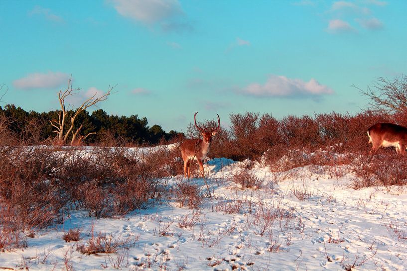 &quot;Deer in the Snow. by Capture the Moment 010