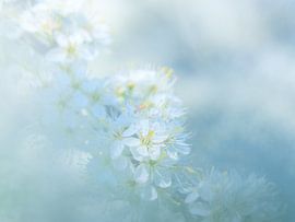 Beauty of Nature – Apfelblüte in Zeeland von Bas Meelker