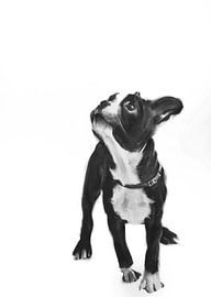 doggystyle by Denny Stoekenbroek