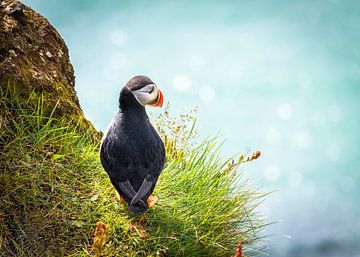 Puffin on Iceland by Sascha Kilmer