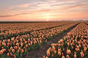 Tulpenveld bij zonsondergang van John Leeninga