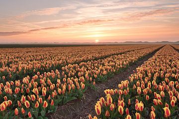 Tulip field at sunset
