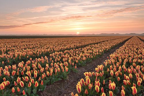 Tulpenveld bij zonsondergang