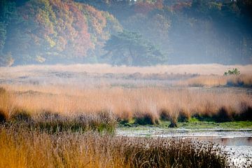 Nederlands Herfstlandschap