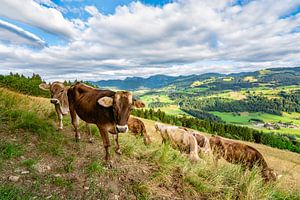 Doux troupeau de vaches au Kapf près d'Oberstaufen sur Leo Schindzielorz