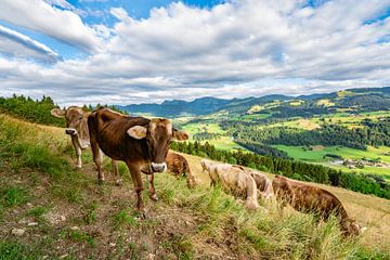Süße Kuh Herde am Kapf bei Oberstaufen von Leo Schindzielorz
