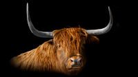 Schotse Hooglander van Marco Leeggangers thumbnail