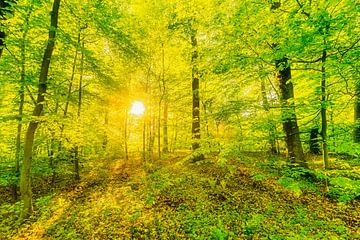 Forêt de contes de fées en contre-jour sur Dieter Walther