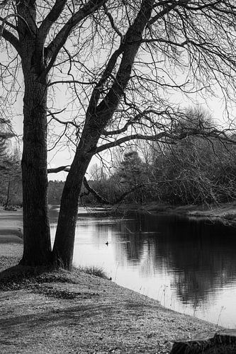 Amsterdamse waterleidingduinen
